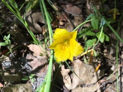 Calochortus monophyllus