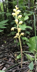 Corallorhiza striata vreelandii