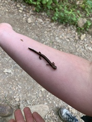 Plethodon cinereus