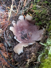 Sarcosphaera coronaria