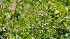 Thalictrum fendleri fendleri