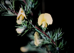 Gompholobium grandiflorum