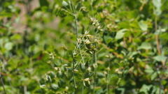Thalictrum fendleri fendleri