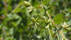 Thalictrum fendleri fendleri