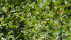 Thalictrum fendleri fendleri