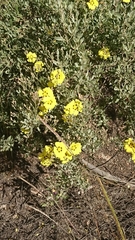 Cistus halimifolius
