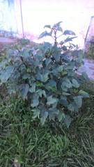 Hibiscus sabdariffa