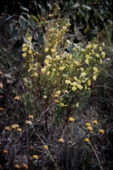 Gompholobium grandiflorum