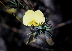 Gompholobium grandiflorum