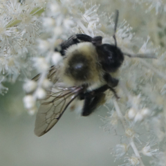 Bombus impatiens