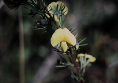 Gompholobium grandiflorum
