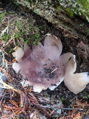 Sarcosphaera coronaria