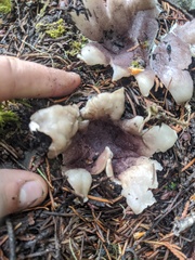 Sarcosphaera coronaria