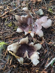 Sarcosphaera coronaria