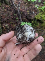 Sarcosphaera coronaria