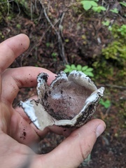 Sarcosphaera coronaria