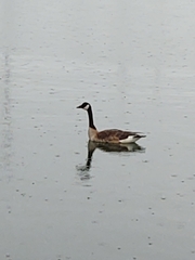 Branta canadensis