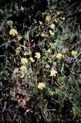 Gompholobium grandiflorum