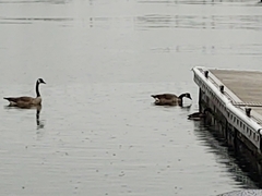 Branta canadensis