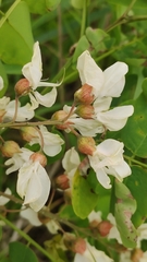 Robinia pseudoacacia