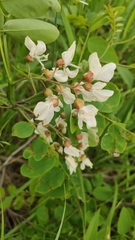Robinia pseudoacacia