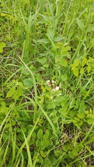 Robinia pseudoacacia