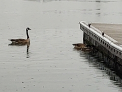Branta canadensis