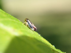 Pediopsoides distinctus