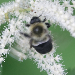 Bombus impatiens