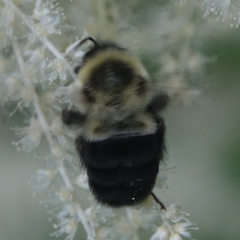 Bombus impatiens
