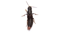 Platydracus mysticus
