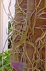 Anolis