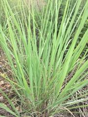 Sorghastrum