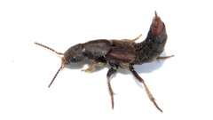 Platydracus mysticus