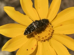 Acmaeodera retifera