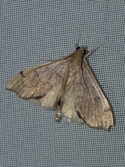 Sericoplaga externalis
