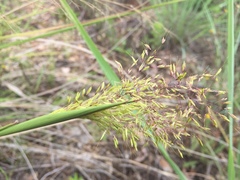 Sorghastrum