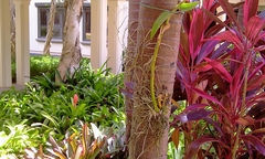 Anolis