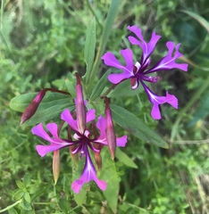 Clarkia concinna