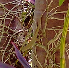 Anolis