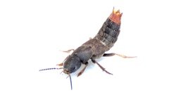 Platydracus mysticus