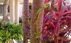 Anolis