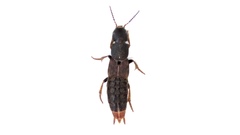 Platydracus mysticus