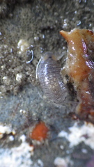 Cirolana harfordi