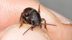 Platydracus mysticus