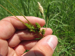 Carex hirsutella