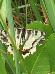 Sericinus montela