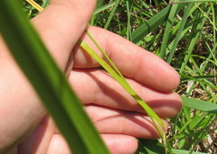 Carex hirsutella