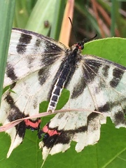 Sericinus montela