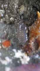 Cirolana harfordi